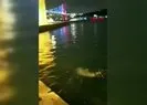 Boğazda şaşırtan görüntü! Yunus balıkları kıyıda görüntülendi |Video