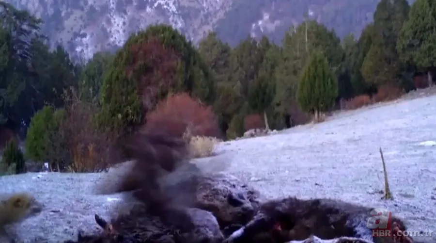 Kurt sürüsü köpeğe böyle saldırdı! Sahibi… 6