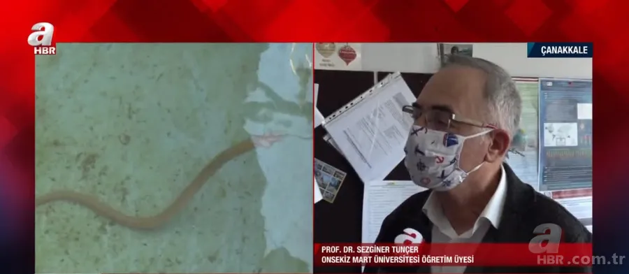 Türkiye’de ilk defa görüntülendi! Yılan kurdu balığı Çanakkale Boğazı’nda! Nereden geldi? Uzman isim A Haber'de yanıtladı 1