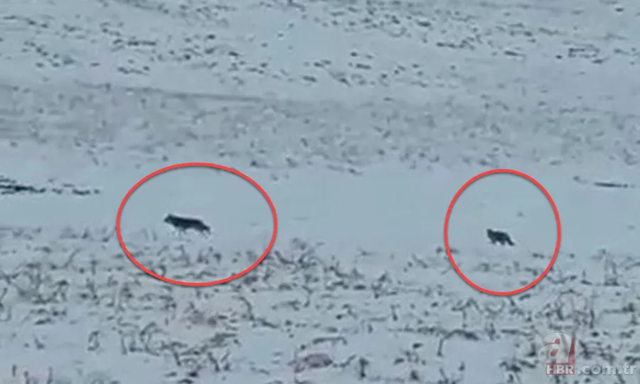 Hakkari Yüksekova’da vatandaşlar görüntüledi! Kurt sürüsü… 1
