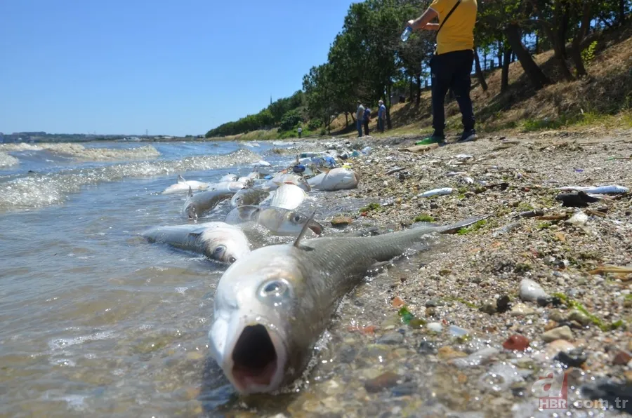 İstanbul'da büyük skandal ve acı veren görüntüler! Küçükçekmece'deki balık ölümlerinin nedeni ne? 11