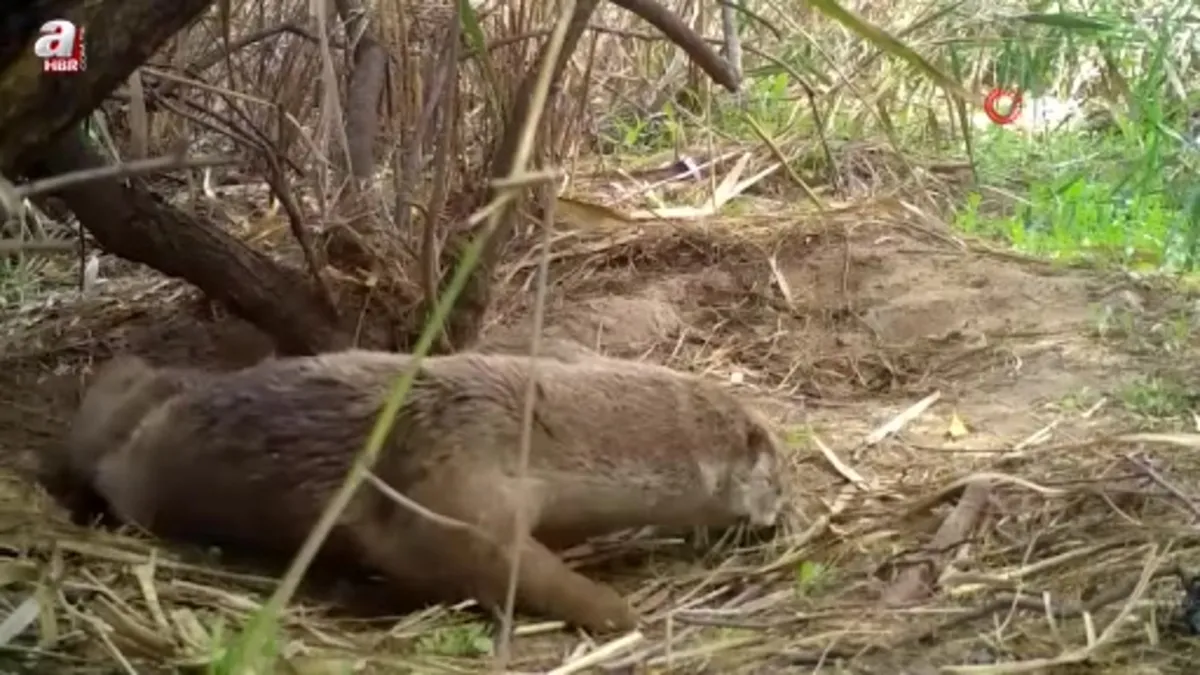 Kırıkkale'de su samurları yuvasında görüntülendi