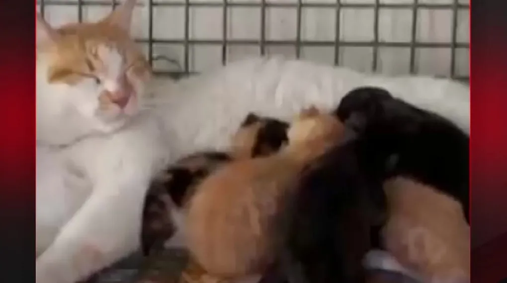 YAVRU KÖPEKLERE ANNELİK YAPIYOR