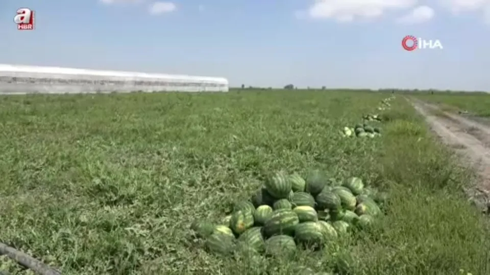 Mersin’de karpuz hasadı geç başladı