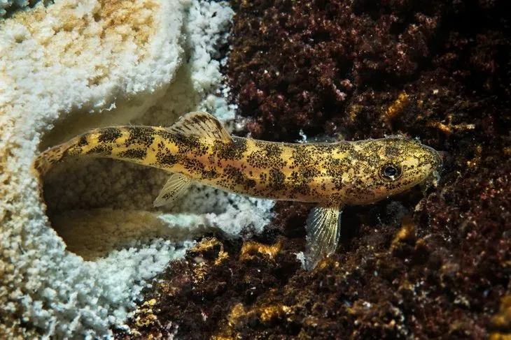 Mehmetçik Van Gölü’nde yaşayan ikinci balık türünü buldu