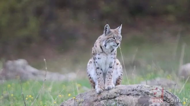 Son dakika: Türkiye'de görülen et yiyen çekirge şehri alarma geçirdi! Vatandaşlar tedirgin 11