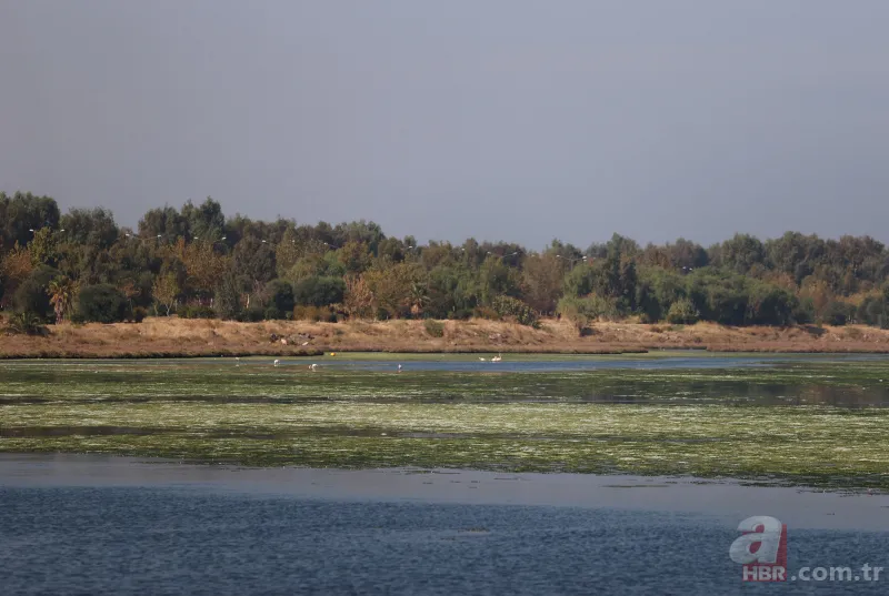 CHP'li Tunç Soyer'in "Yüzülebilir hale gelecek" dediği İzmir Körfezi çevre felaketi uyarısı veriyor 2