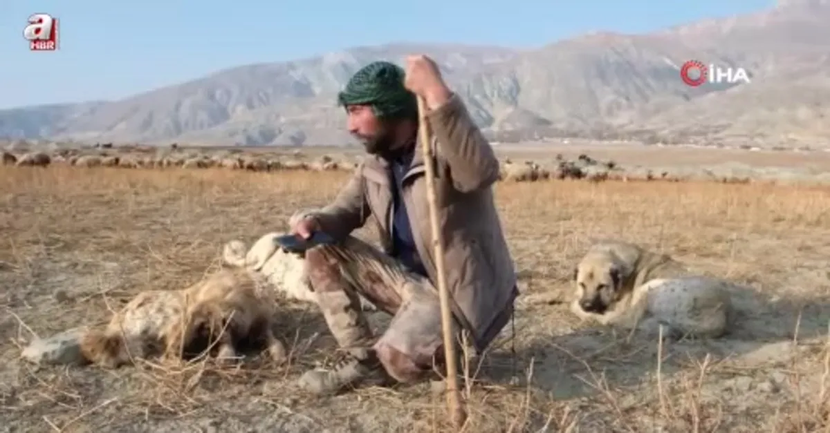Sürünün güvenliği çoban köpeklerinde