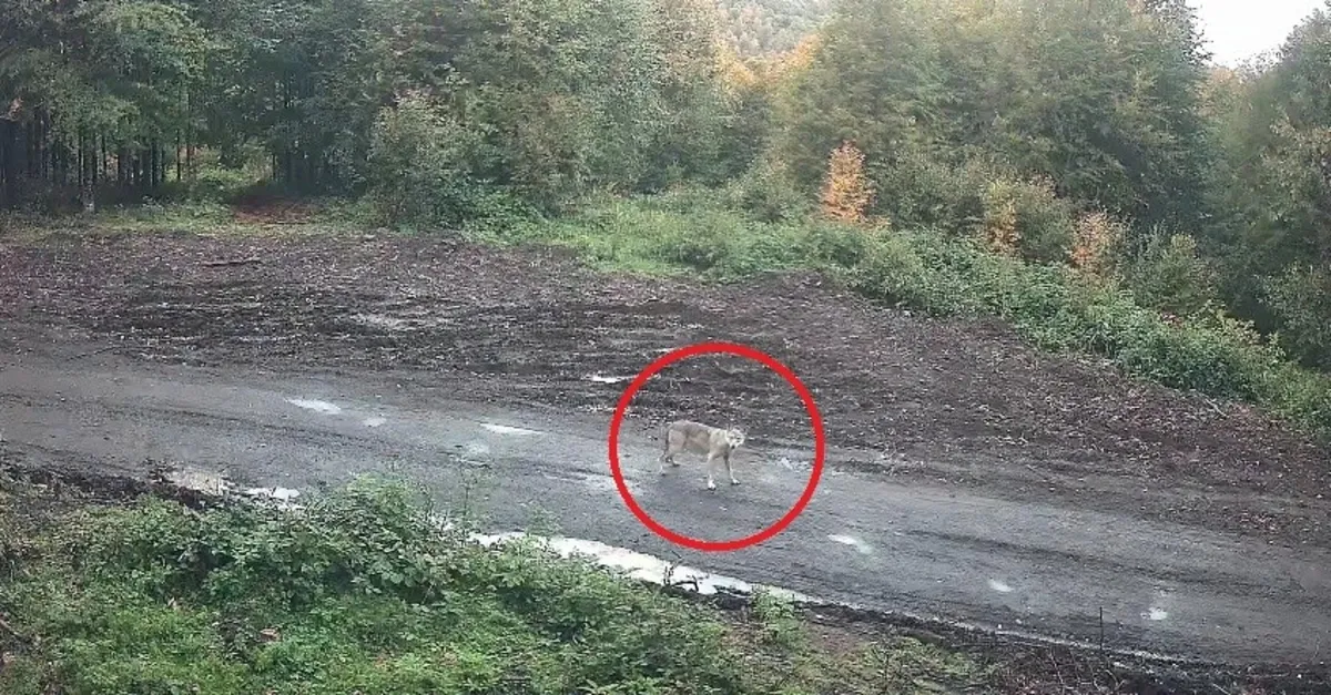 Kurt sürüsü fotokapana böyle yakalandı