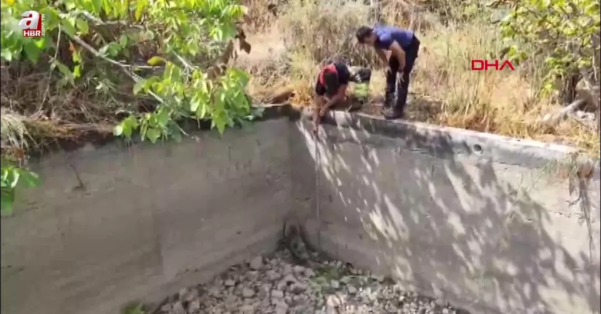 Boş havuza düşen domuzu itfaiye kurtardı