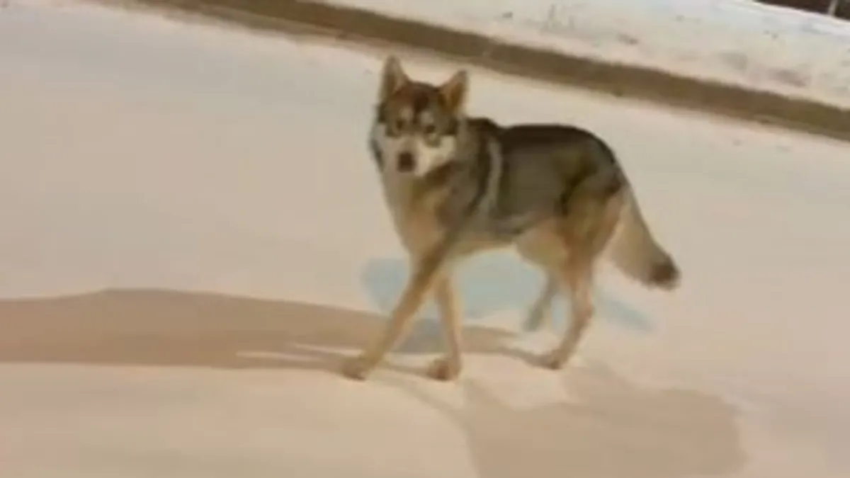 Ardahan'da aç kalan kurtlar şehre indi! O anlar kamerada