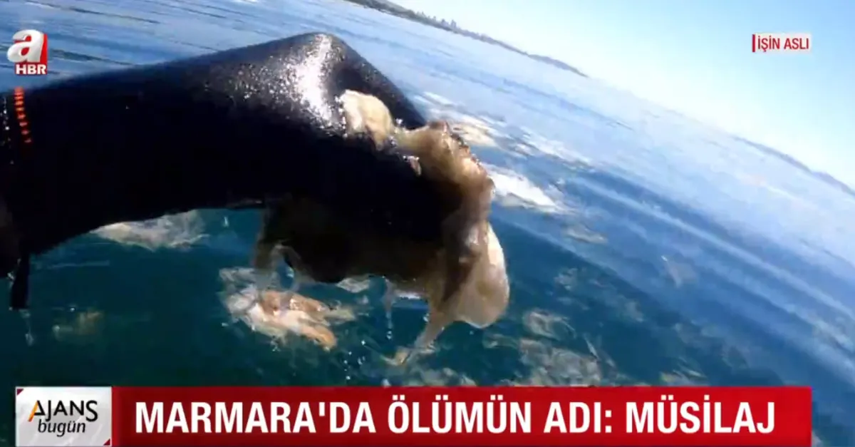 İşin Aslı - Marmara'da ölümün adı: Müsilaj