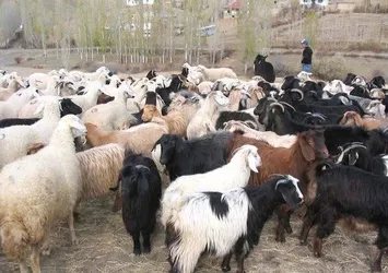 Kimler kurban kesmekle yükümlüdür?