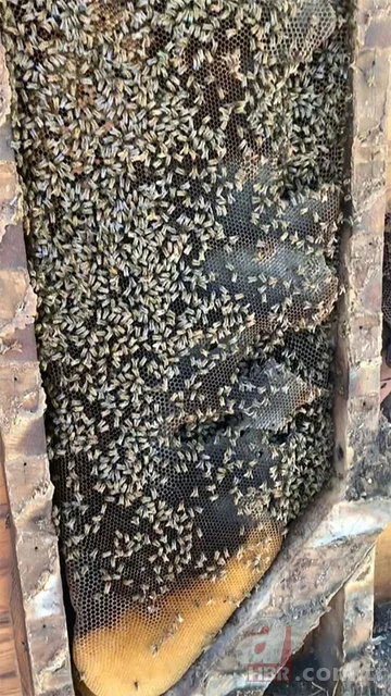 Evinin duvarından gelen garip sesler arttı! Termal kamerayla bakınca şoka girdi 12