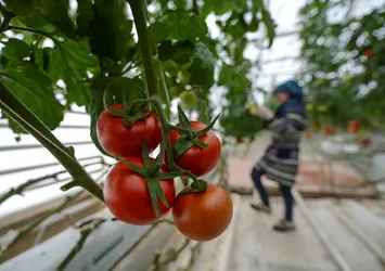 Domatesin eski tadı geri geliyor
