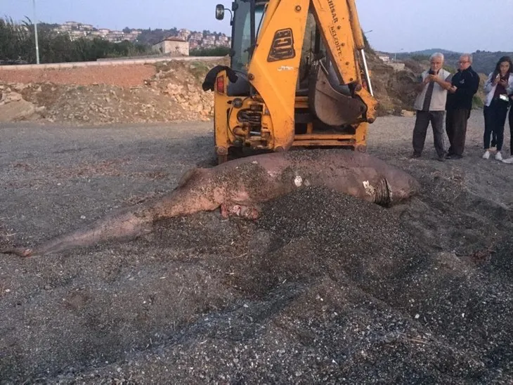 İzmir’de 1 tonluk köpek balığı karaya vurdu