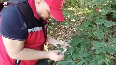 Savaşçı arılar tek tek bırakıldı