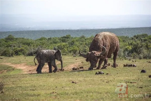 Partnerini kaybetmişti! Dünyanın en yalnız fili "Kaavan"... 5