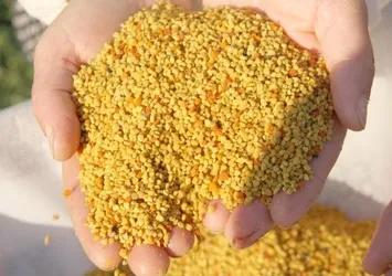 Hasadı Mersin’de başladı: Kilosu 300 lira! Avrupa’ya satıyorlar