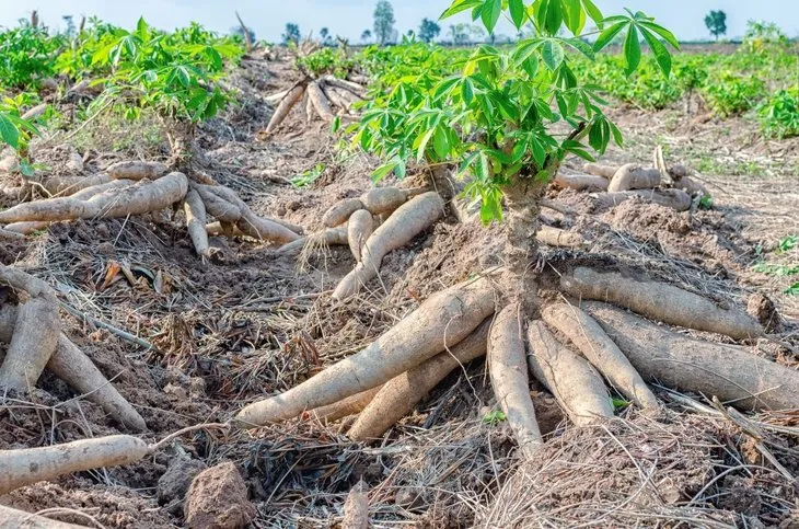 Dikkat! Bu patates ölüme neden oluyor