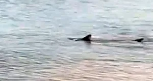 Datça kıyılarında köpek balıkları görüldü!