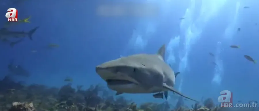 Balık tutan adama köpek balığı saldırdı! Korkunç anlar kamerada 1