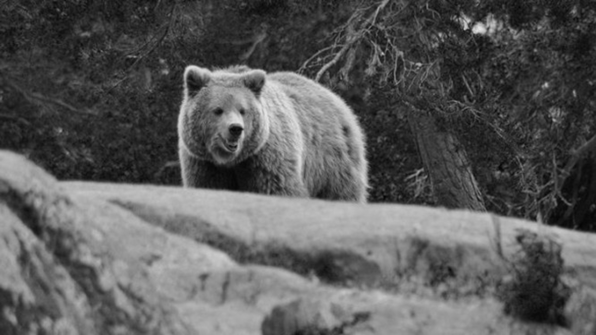 Japonya'da büyük panik! Ayı alışveriş merkezine daldı