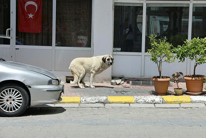 Başıboş sokak köpeği tartışması | AK Parti Grup Başkanı Abdullah Güler: Saldırganlaşan köpeklerle ilgili önlem alınacak - 1