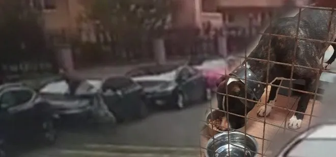 Sokak ortasında pitbull kabusu yaşattı: Sahipsiz olmadığı ortaya çıktı