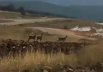 Geyik sürüsü Tokat'ta yerleşim alanı yakınlarında görüntülendi