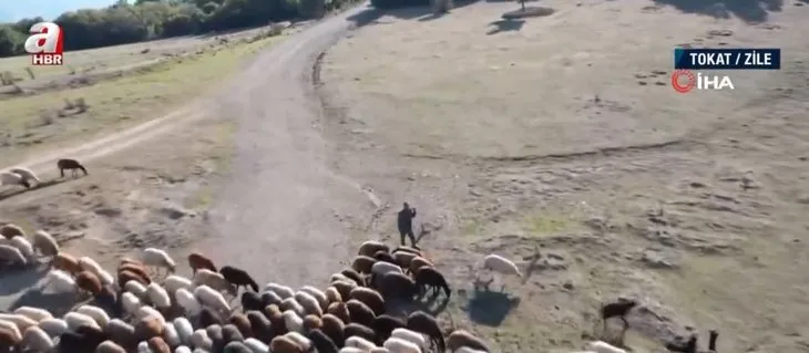Çobanın Drone ile imtihanı! Drone’a balta fırlattı