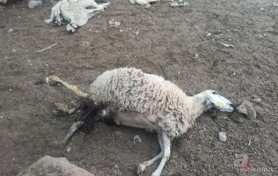 Ahıra giren kurt koyunları telef etti! Valilik vatandaşa yardım eli uzattı 5