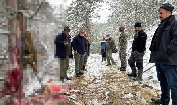 1613287160443.jpg Bunun adı vahşet! Hamile karacanın derisini yüzerken yakalandılar - 1