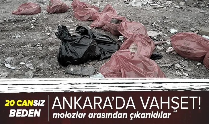 Ankara Gölbaşı'nda vahşet! 20 köpeğin cansız bedeni molozlar arasında bulundu