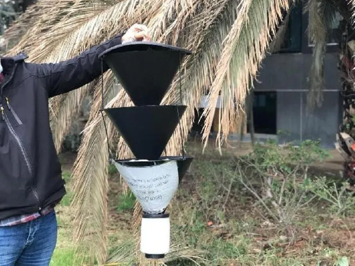 İstanbul'da palmiyeler için 'kırmızı' tehlike! Çok sayıda ağaç kesildi - 3