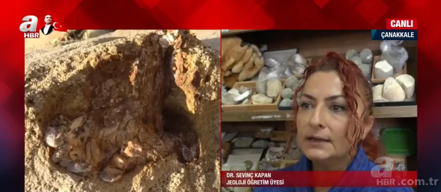 Son dakika: Çanakkale'de 9 milyon yıllık mamut fosilleri bulundu! Fosillerin yaşı nasıl tespit edildi? Jeoloji öğretim üyesi Dr. Sevinç Kapan A Haber'e anlattı 2