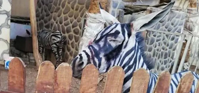 'Zebra görünümlü eşek' paylaşımı viral oldu