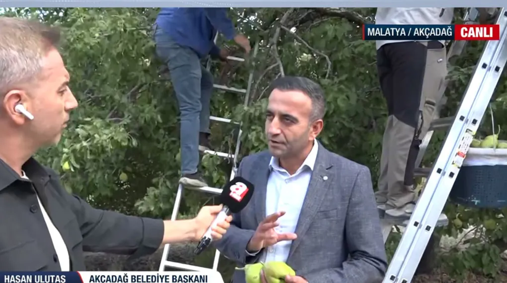 Malatya'nın tescilli Bal Armudu'nda hasat başladı!