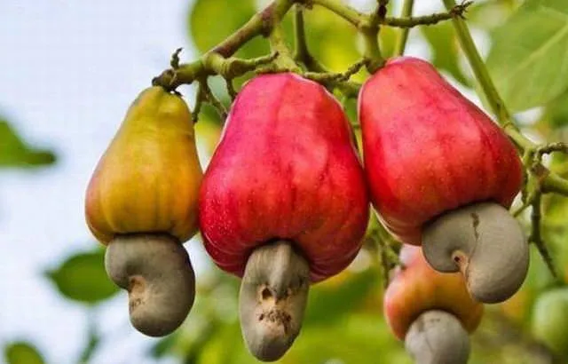 Birbirinden tuhaf bitkiler, sebze ve meyveler...