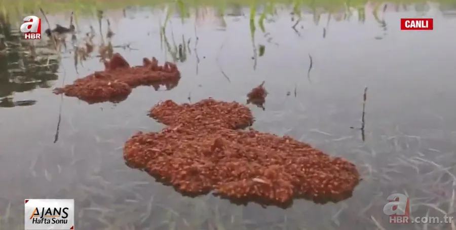 Kırmızı karıncalardan batmayan sal! Haftalarca yüzebiliyorlar 2