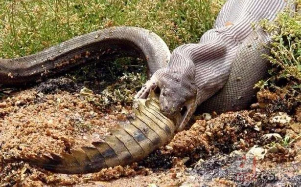 Görüntüler Türkiye'den! Ava giderken "avlandı" 10