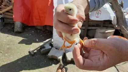 Yumurtadan çıkan civciv görenleri hayrete düşürdü! Neye uğradıklarını şaşırdılar