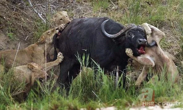 Oltasına takıldı! Neye uğradığını şaşırdı 24