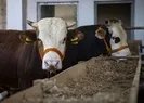 Kurban seçerken nelere dikkat edilmeli? | Video