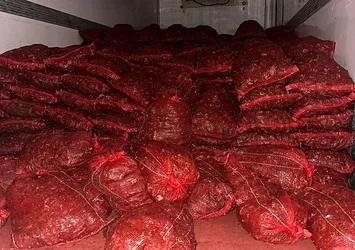 10 ton kaçak midye yakalandı