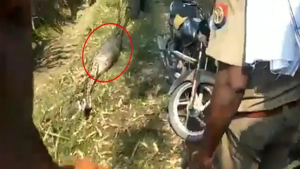 'Dev piton bebek yuttu' iddiası köyü karıştırdı! Şaşkın bakışlar arasında kustu... Bakın içinden ne çıktı?