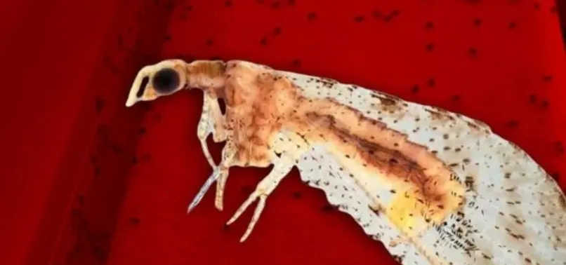 Dantel böcek tehlikesi büyüyor! 3 kente sıçradı