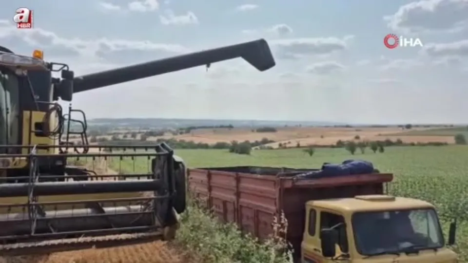 Edirne’de buğday hasadı başladı