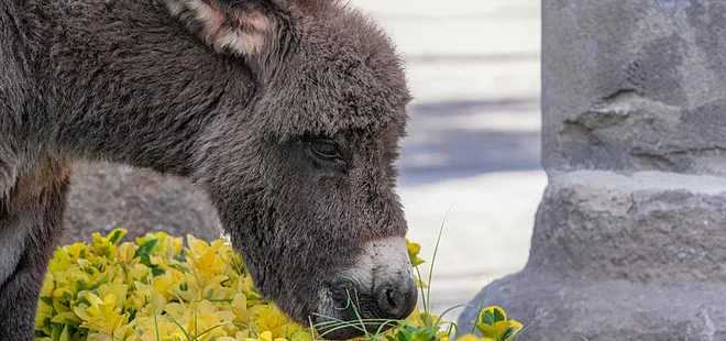 Telef olan annesinin başında bekleyen sıpanın hikayesi