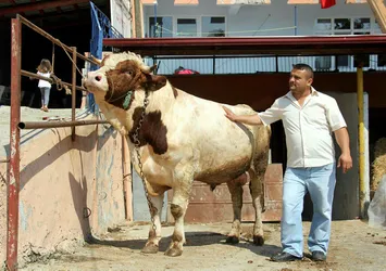 Otomobil fiyatına kurbanlık boğa